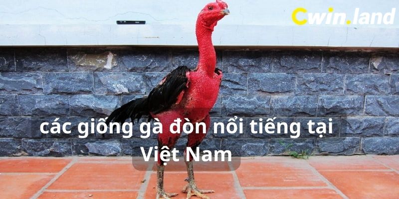 Gà đòn nổi tiếng ở Việt Nam